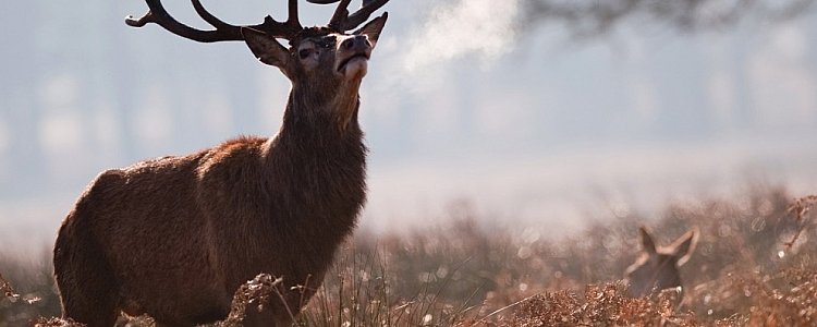 Ричмонд-парк в Лондоне Ричмонд-парк в Лондоне