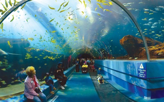 Лондонский аквариум5